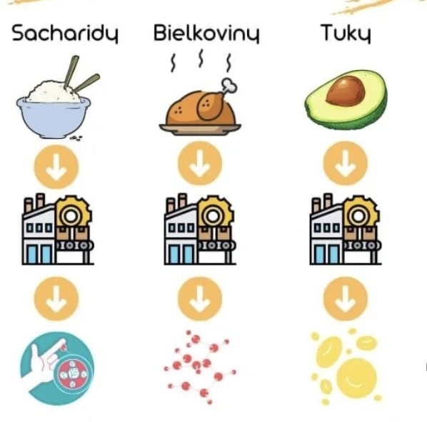 Ukázková večeře na hubnutí